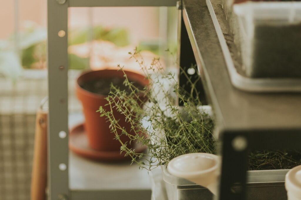 Indoor herb garden with potted plants on a shelf
