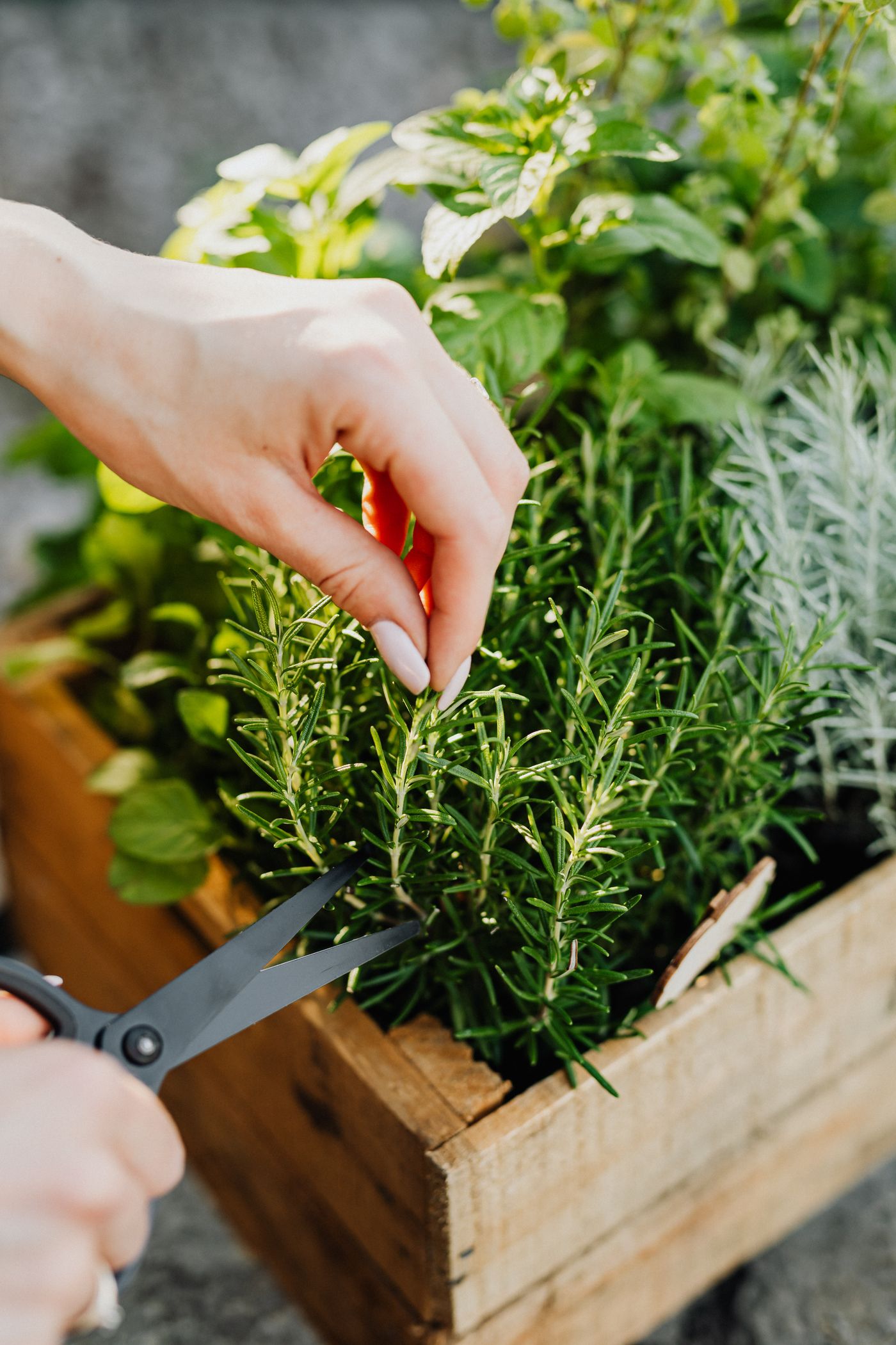 Person cutting rosemary with scissors